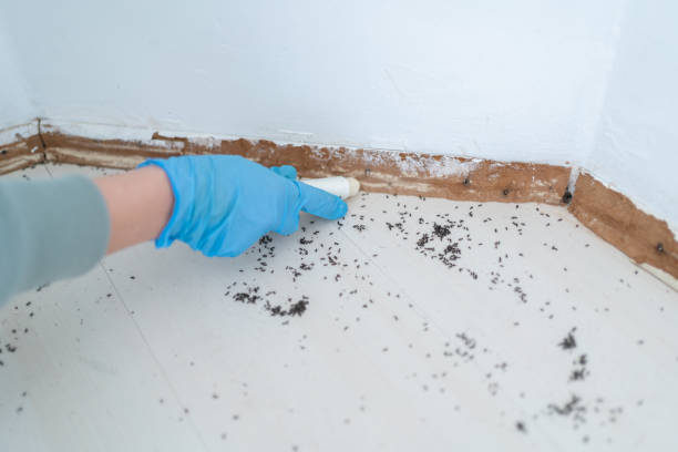 Best Rat Extermination Near Me  in Newport, WA
